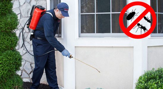 Düzce Pire İlaçlama böcek ilaçlama ve haşere kontrolü — ilaclama-tr.com